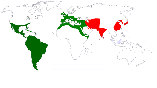 Revival of the Hamitic Roman Empire 2012 Haplogroup E (green) and Haplogroup D (red) children of HAM son of Noah