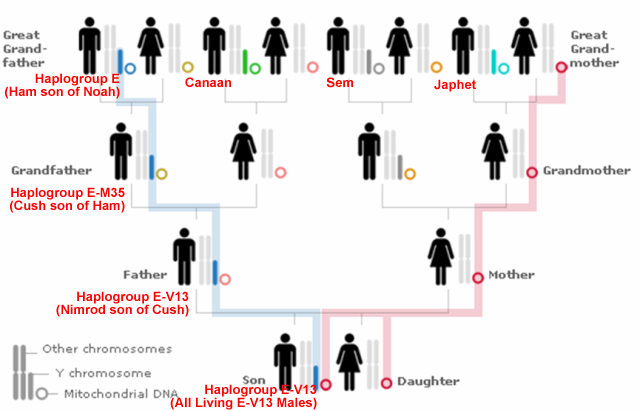 Y-DNA Marker (Ham Haplogroup E)